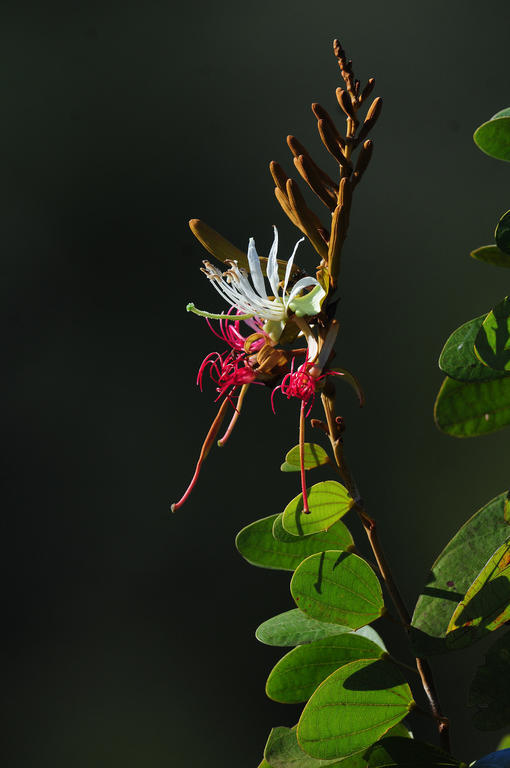 Pousada Do Parque Chapada dos Guimarães Exteriér fotografie